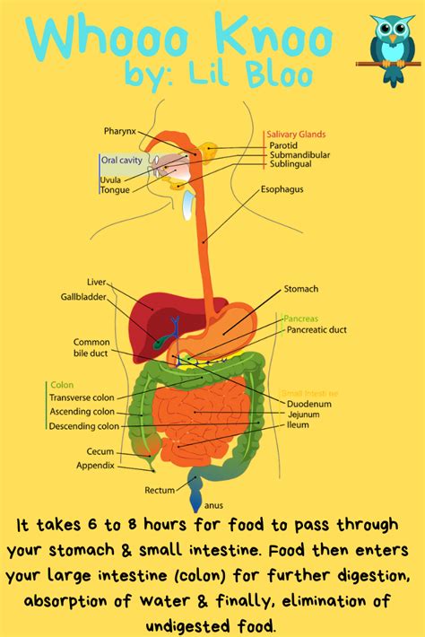 How Long Does It Take For Food To Digest Small Intestine Digestion