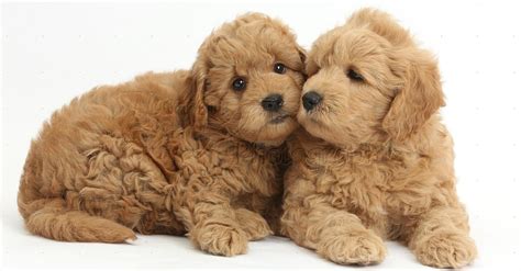 15 Teddy Bear Dogs That Will Melt Your Heart!, 53% OFF