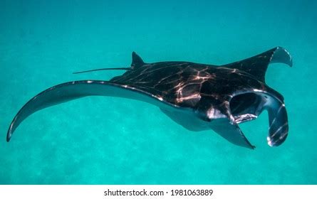 7,568 Swimming manta ray Images, Stock Photos & Vectors | Shutterstock