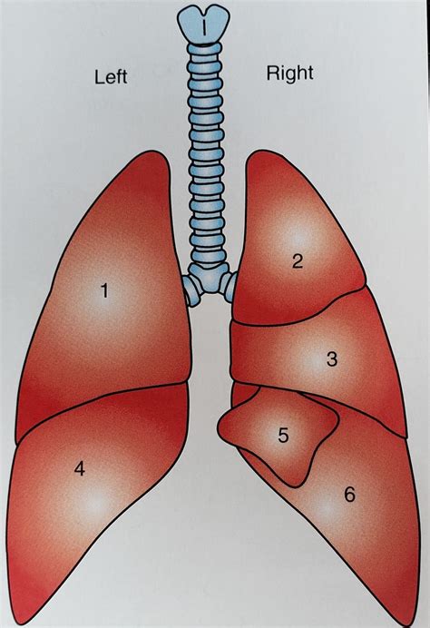 Diagram Of Chapter 13 Exercise 8 Identify The Lobes Of The Lung