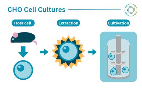 CHO Cells And Engineering Cell Line Approaches Addressing Challenges