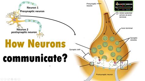 Anatomy Of A Neuron How Neurons Communicate What Is A Synapse