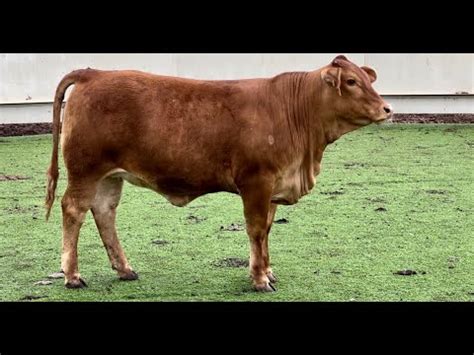 Registered Beefmaster Heifer J J Cattle Co