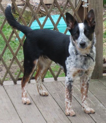 Border Heeler Border Collie Australian Cattle Dog Hybrid Dogs Blue