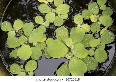 Pistia Stratiotes Plants Floating On Water Stock Photo 2242595131