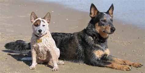 Herding dogs - List of all herding dog breeds - K9 Research Lab