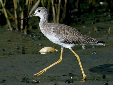 Greater Yellowlegs "Tringa melanoleuca" | Boreal Songbird Initiative