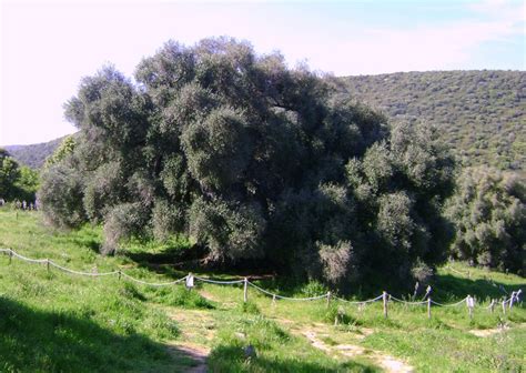 Gli Olivastri Millenari Di Santo Baltolu Di Carana Metri Di