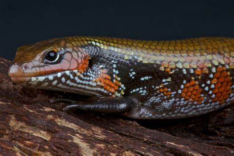 Bioactive Fire Skink Care Sheet Mochlus Fernandi The Bio Dude