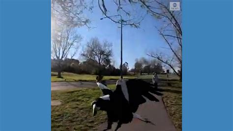 Magpie attacks cyclist in Australia - Good Morning America