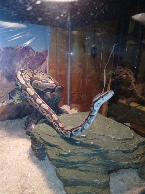 My 4 Year Old Ball Python Our Reptile Forum