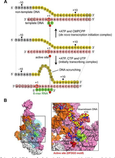 Figure 1 From Structural Basis Of Transcription Initiation By Bacterial Rna Polymerase