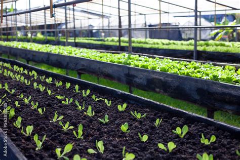 Bok Choy Vegetable Grow Using Hydroponic Method In The Garden Baby Pak