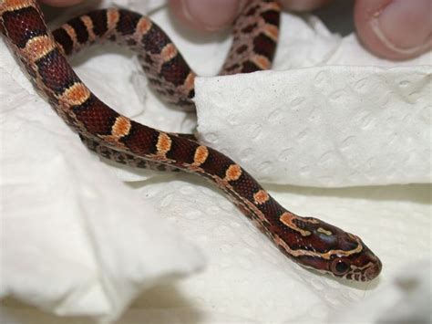 Brown Orange And White Baby Corn Snake Corn Snake Snake Pets