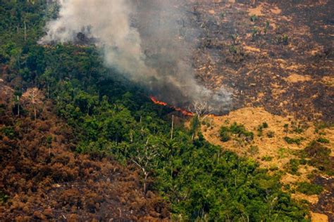 De Acuerdo A Una Revista Científica Jair Bolsonaro Es Una Amenaza Para El Cambio Climático