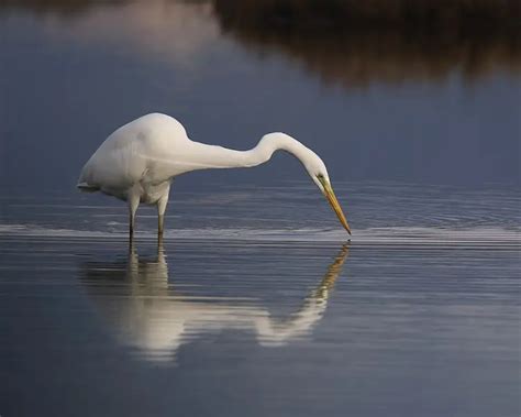 Great Egret Facts Diet Habitat And Pictures On Animaliabio