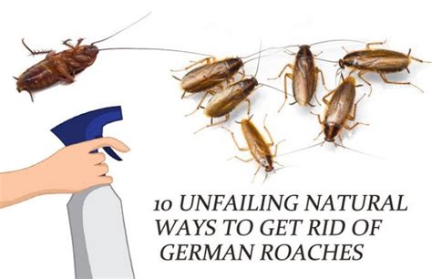 10 Unfailing Natural Ways To Get Rid Of German Roaches Baby