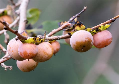 10 Italian Persimmon Tree Dateplum Date Plum Fruit Diospyros Lotus Seeds