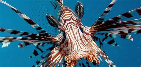 Venomous fish - Alchetron, The Free Social Encyclopedia