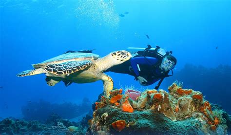 What Dive Sites In Bali Can You See Mola Mola At