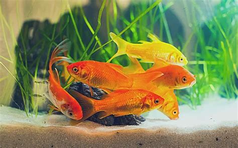 How To Tell If A Goldfish Is Male Or Female 5 Proven Ways