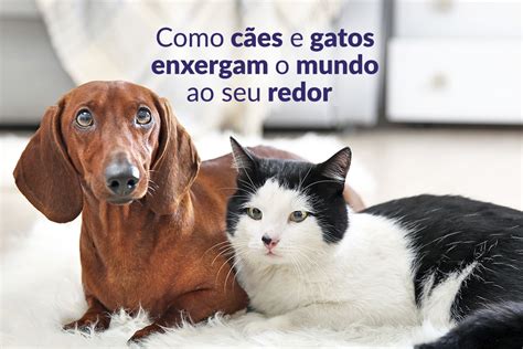 Como cães e gatos enxergam o mundo ao seu redor IntegrativaPet