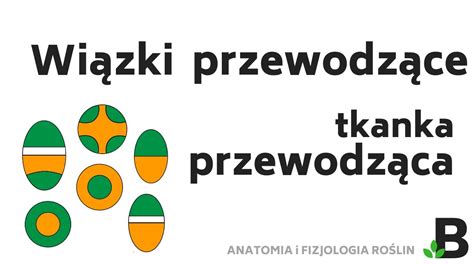 Wiązki Przewodzące Wiązka Promienista Koncentryczna Kolateralna