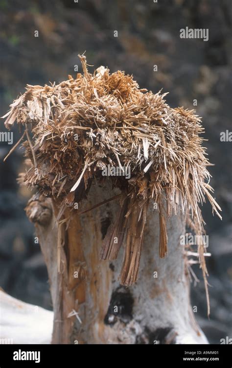 Arbre éclaté Banque de photographies et dimages à haute résolution Alamy