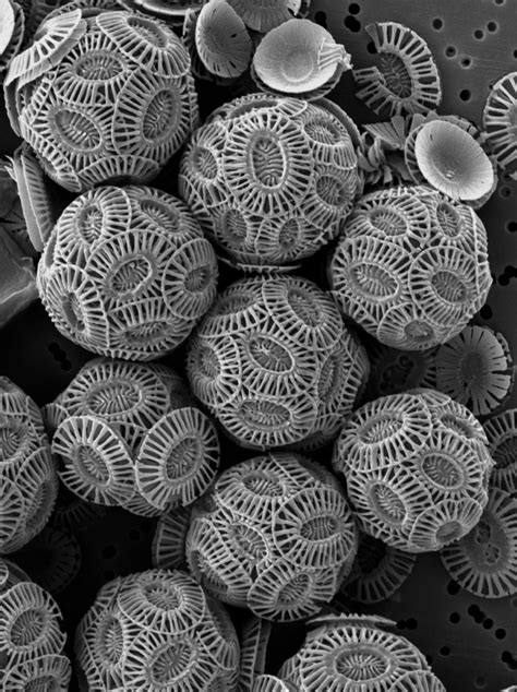 Infinity Imagined Coccolithophores Are Microscopic Algae That First