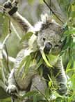 Koala: Facts, Baby, Eat, Live, Endangered, Dangerous, Preditors