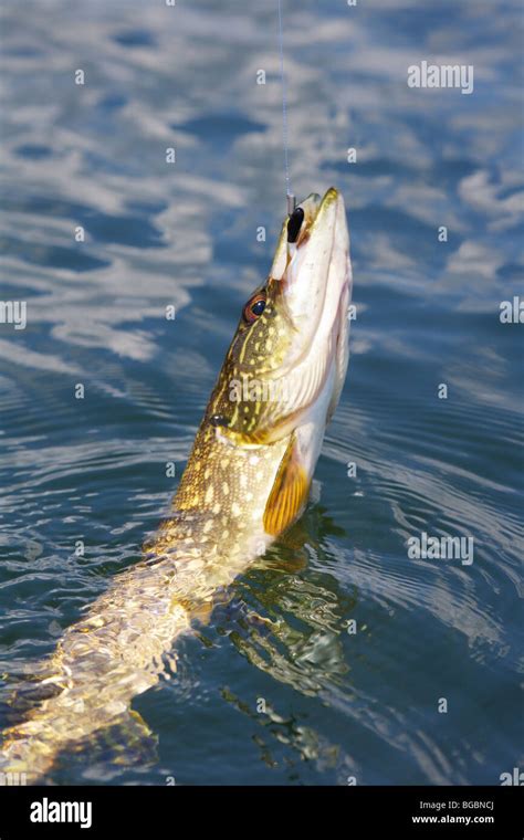 Northern Pike In The Water With Black And White Crappie Jig In Mouth