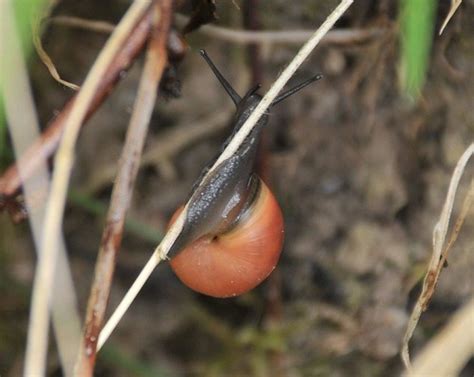 Rötliche Laubschnecke NGID1641877510 naturgucker de enjoynature