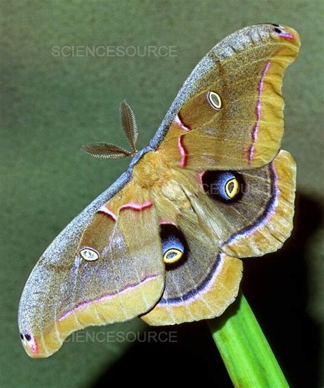 Photograph | Polyphemus Moth | Science Source Images