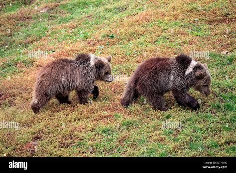 European brown bear cubs hi-res stock photography and images - Alamy