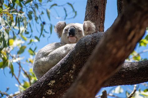 Curiosidades Sobre Los Koalas Que Seguramente No Sab As