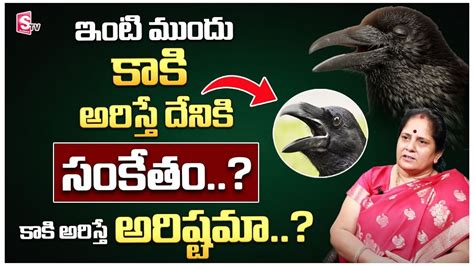 ఇంటి ముందు కాకి అరిస్తే దేనికి సంకేతం Unknown Facts About Crow