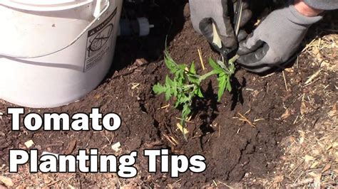 Tomato Planting Tips And How I Plant Tomatoes Youtube