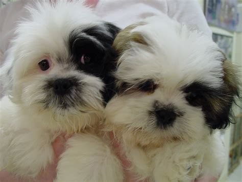 Shih Tzu Pomeranian Mix Puppies Picture