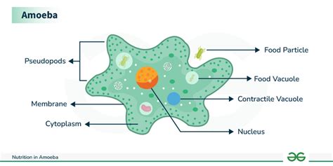 Nutrition In Amoeba Diagram And Its Process Geeksforgeeks