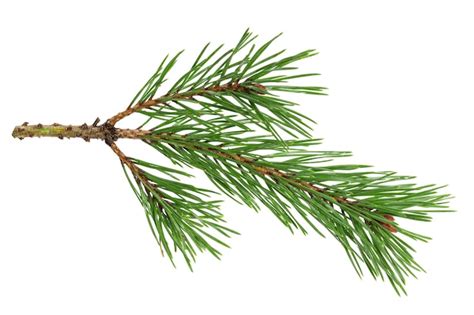 Premium Photo Green Natural Pine Branch Isolated On White Background