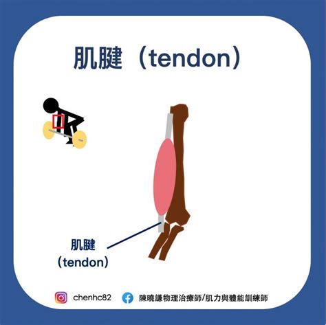 肌肉、肌腱、韌帶，你還傻傻分不清嗎？ 健康生活 運動視界 Sports Vision