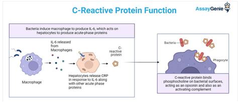 C Reactive Protein Assay Genie