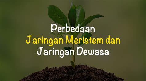 Perbedaan Jaringan Meristem Dan Jaringan Dewasa