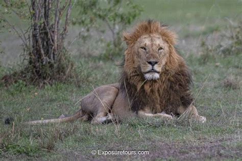 Lion Pose | Focusing on Wildlife