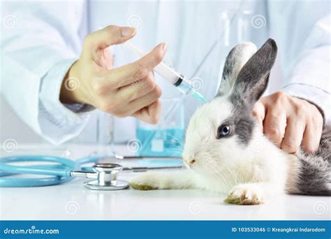 Medicine And Vaccine Research Scientist Testing Drug In Rabbit Animal