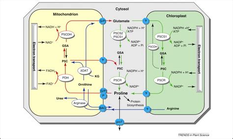 Proline A Multifunctional Amino Acid Trends In Plant Science