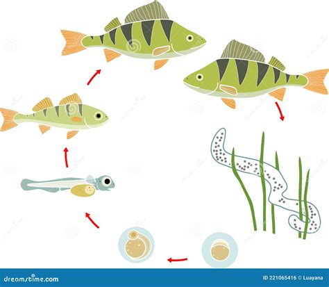 Ciclo De Vida Del Pescado Secuencia De Etapas De Desarrollo De Los Peces De Agua Dulce Perca