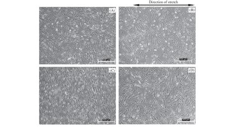 The Cell Morphology Of The Each Group After 48 Hr Without Or With