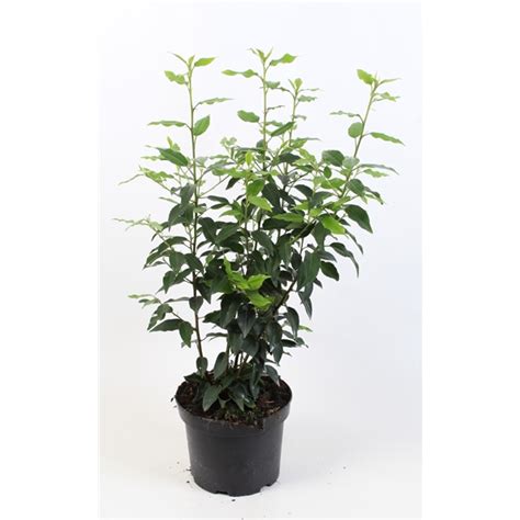 Prunus Lusitanica Cm Pot Cm Floraxchange