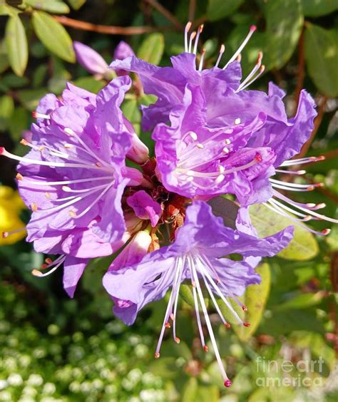 Purple rhododendron bloom Photograph by Laura Vanatka - Pixels